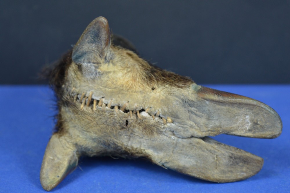A late nineteenth-century taxidermy wild boar foot repurposed as an inkwell with a patterned brass rim collar. View VIII