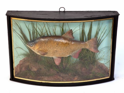 TAXIDERMY STUDY OF A RUDD BY JOHN COOPER SONS