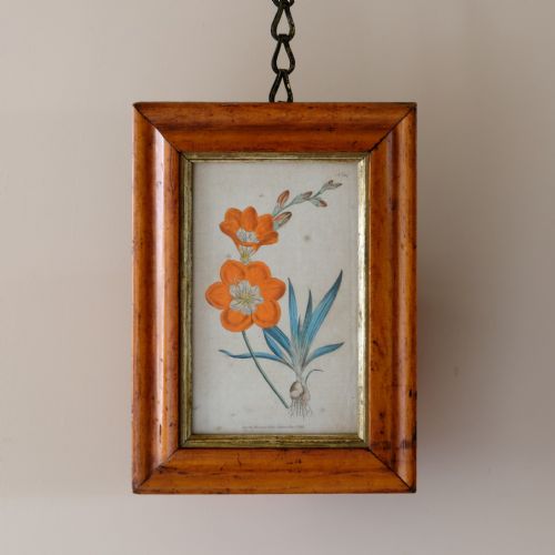 SET OF 5 BOTANICAL IMAGES FROM 18TH CENTURY - ADDITIONAL PHOTO 1