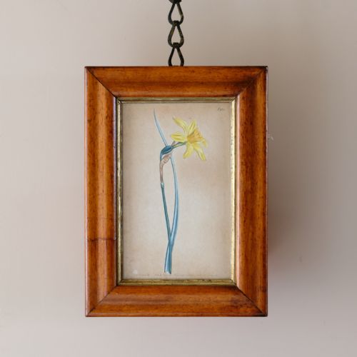 SET OF 5 BOTANICAL IMAGES FROM 18TH CENTURY - ADDITIONAL PHOTO 2