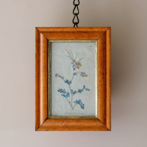 SET OF 5 BOTANICAL IMAGES FROM 18TH CENTURY - ADDITIONAL PHOTO 3