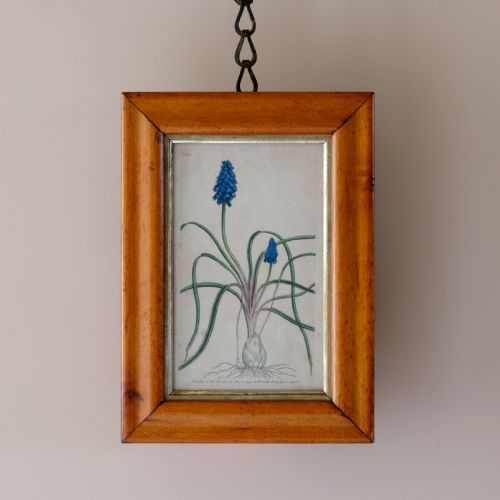 SET OF 5 BOTANICAL IMAGES FROM 18TH CENTURY - ADDITIONAL PHOTO 4