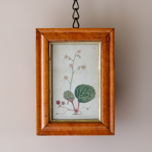 SET OF 5 BOTANICAL IMAGES FROM 18TH CENTURY - ADDITIONAL PHOTO 5