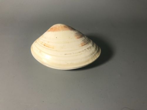 JAPANESE GOLD LACQUERED CLAM SHELL - ADDITIONAL PHOTO 1