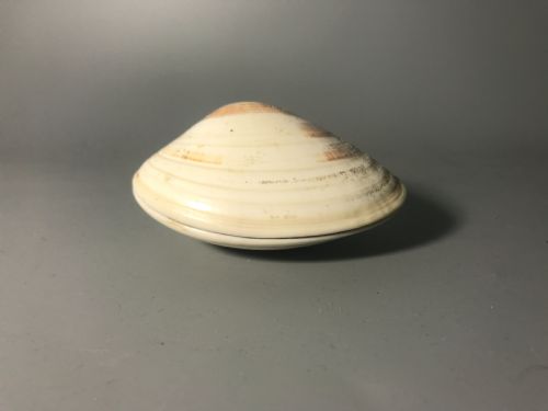 JAPANESE GOLD LACQUERED CLAM SHELL - ADDITIONAL PHOTO 2