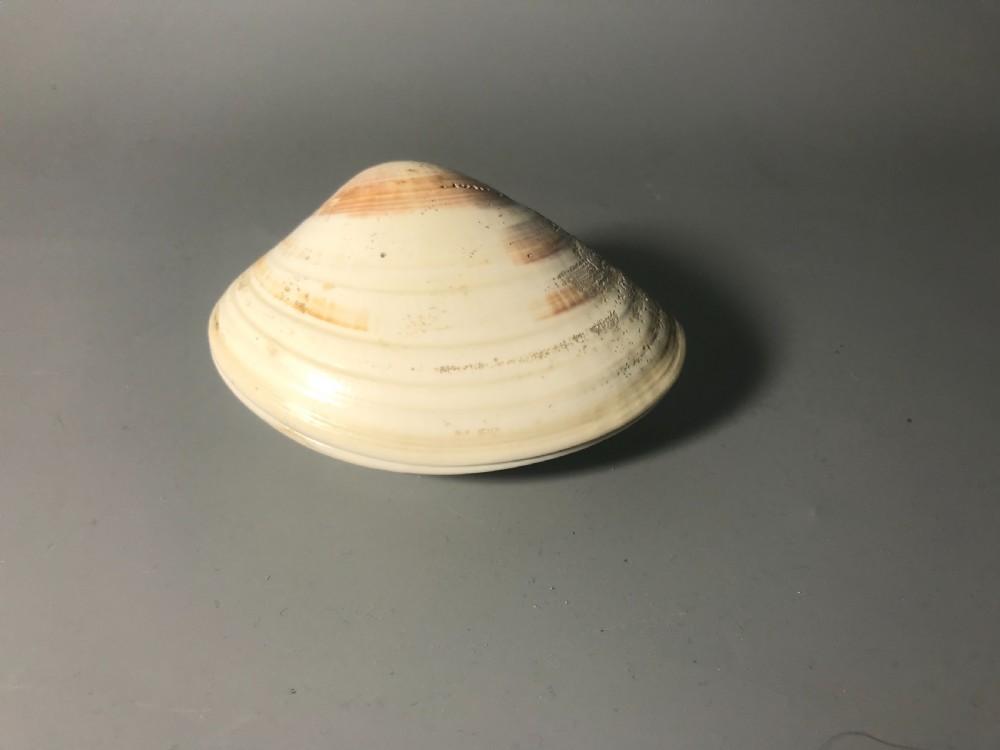 JAPANESE GOLD LACQUERED CLAM SHELL. View II