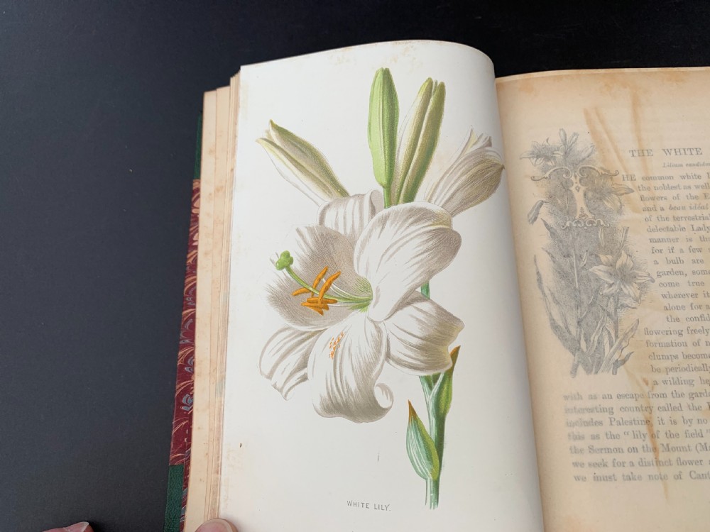 Familiar Garden Flowers complete in 5 finely bound books with some 200 colour plates circa 1880 View XII