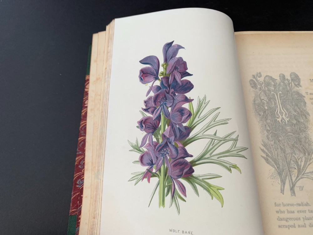 Familiar Garden Flowers complete in 5 finely bound books with some 200 colour plates circa 1880 View XIII