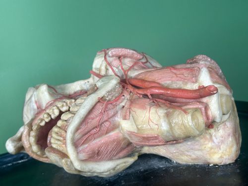 19TH CENTURY ANATOMICAL WAX HEAD MODEL MOUNTED ON FRAMED BOARD - ADDITIONAL PHOTO 6