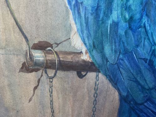 AN EDWARDIAN WATERCOLOUR OF A PARROT - ADDITIONAL PHOTO 2