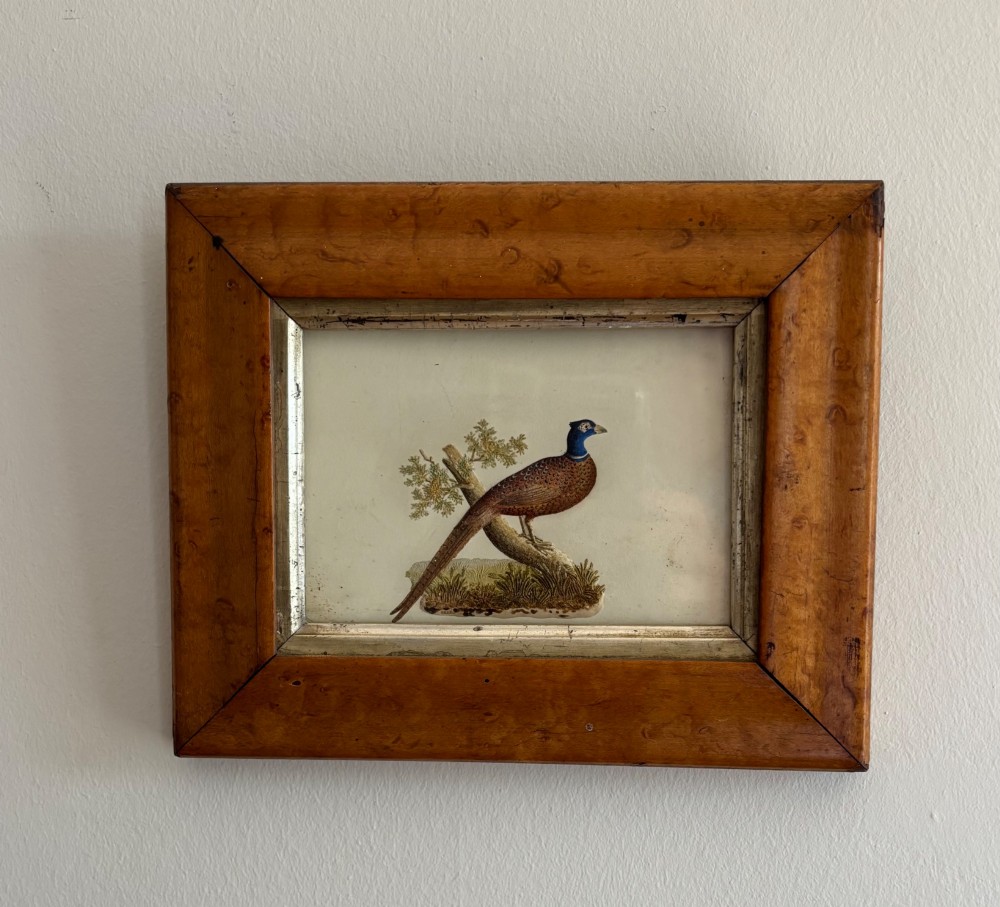 A framed 18th-century basso-rilievo artwork depicting a colourful pheasant perched on a branch within a wide maple veneer frame.
