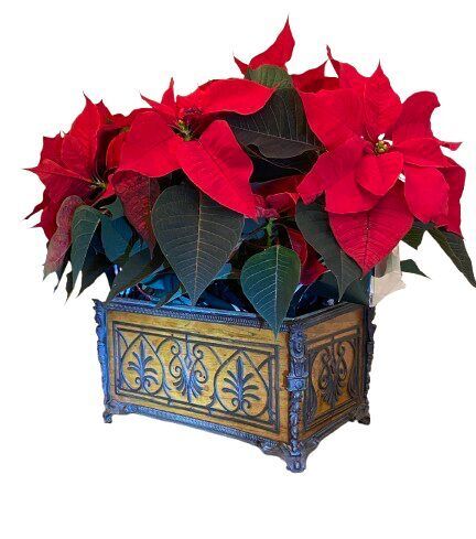 FRENCH OLIVE WOOD BRONZE MOUNTED JARDINIERE CIRCA 1820
