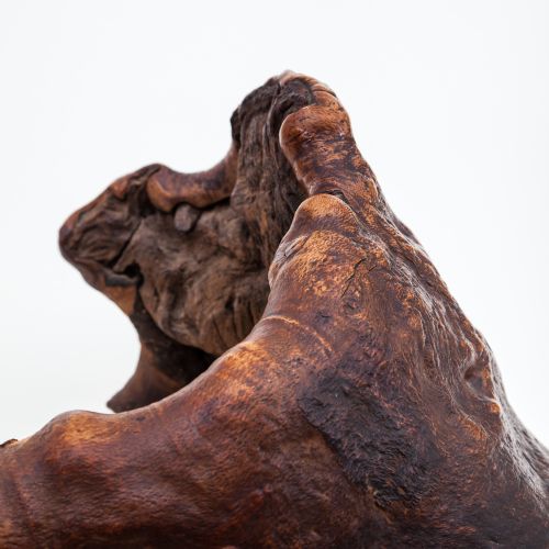 Large Burr Walnut Root