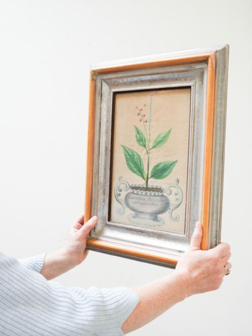 fig 1. Eight 18th Century botanical hand coloured engravings by Michael Rupert Besler