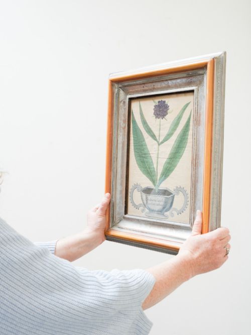 fig 2. Eight 18th Century botanical hand coloured engravings by Michael Rupert Besler
