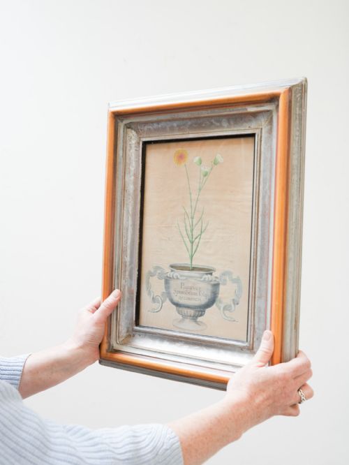 fig 3. Eight 18th Century botanical hand coloured engravings by Michael Rupert Besler