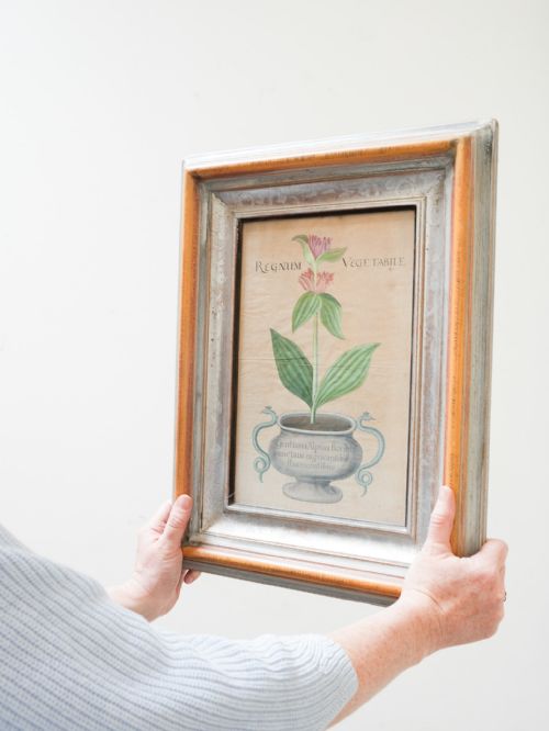 fig 4. Eight 18th Century botanical hand coloured engravings by Michael Rupert Besler