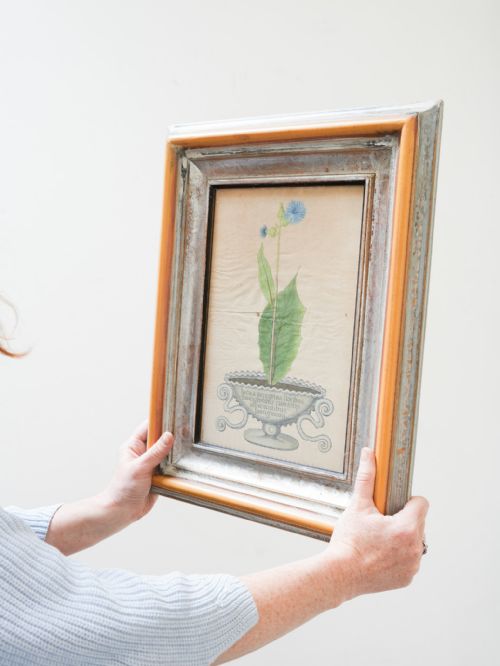 fig 5. Eight 18th Century botanical hand coloured engravings by Michael Rupert Besler