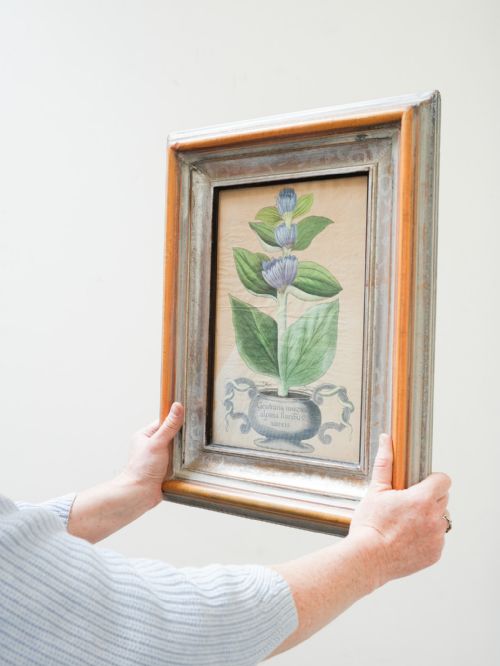 fig 6. Eight 18th Century botanical hand coloured engravings by Michael Rupert Besler