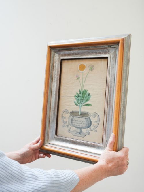 fig 7. Eight 18th Century botanical hand coloured engravings by Michael Rupert Besler