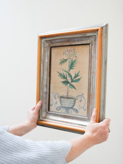 fig 8. Eight 18th Century botanical hand coloured engravings by Michael Rupert Besler
