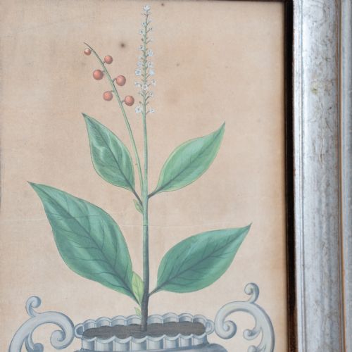 fig 9. Eight 18th Century botanical hand coloured engravings by Michael Rupert Besler
