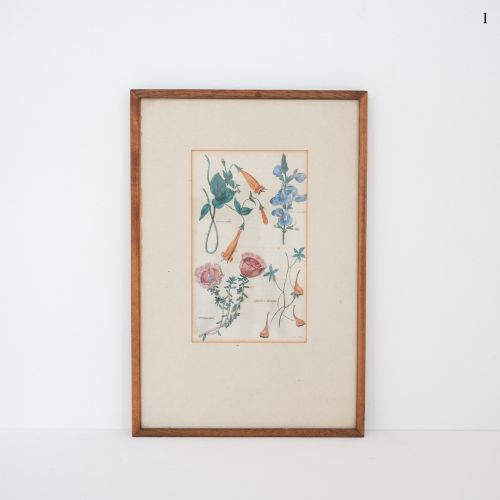 Early Victorian Botanical Engraving