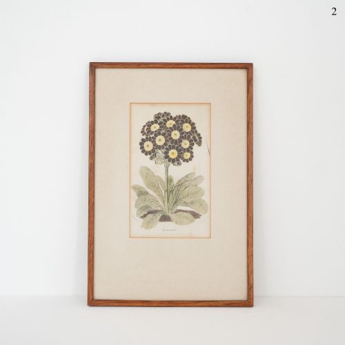 Early Victorian Botanical Engraving