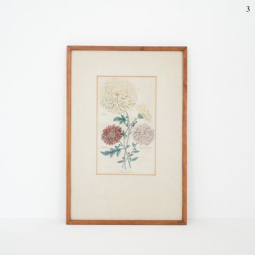 Early Victorian Botanical Engraving