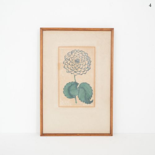 Early Victorian Botanical Engraving