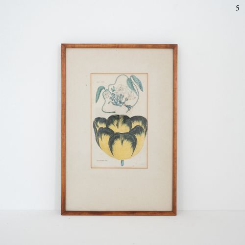 Early Victorian Botanical Engraving