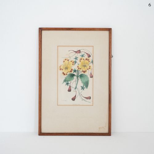 Early Victorian Botanical Engraving