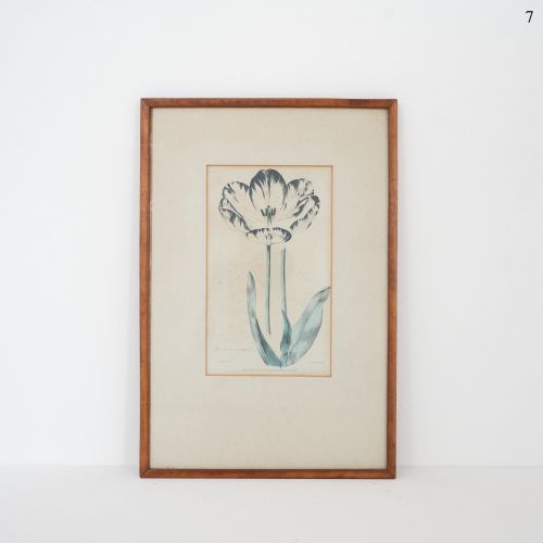 Early Victorian Botanical Engraving