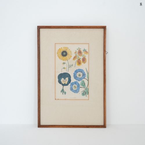 Early Victorian Botanical Engraving