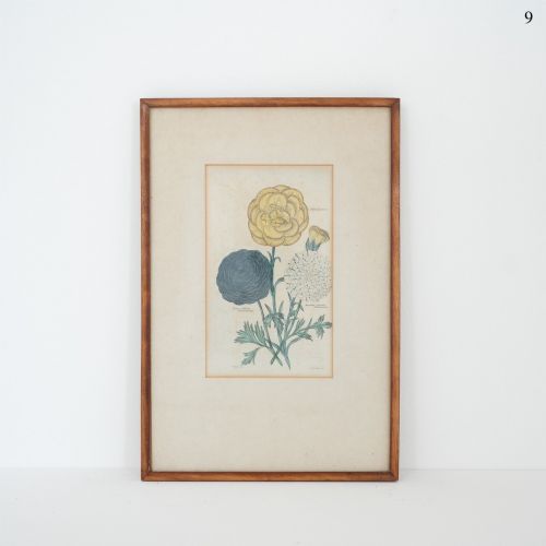 Early Victorian Botanical Engraving