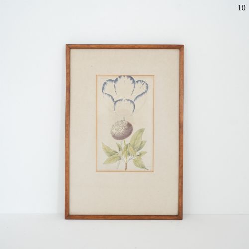 Early Victorian Botanical Engraving