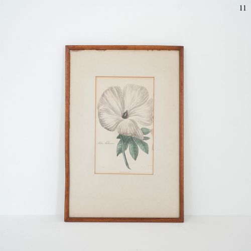 Early Victorian Botanical Engraving