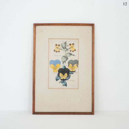 Early Victorian Botanical Engraving