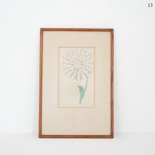 Early Victorian Botanical Engraving