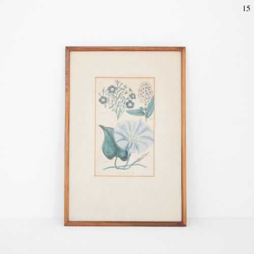 Early Victorian Botanical Engraving