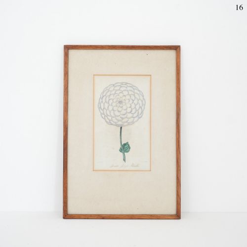 Early Victorian Botanical Engraving