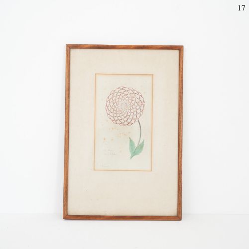 Early Victorian Botanical Engraving