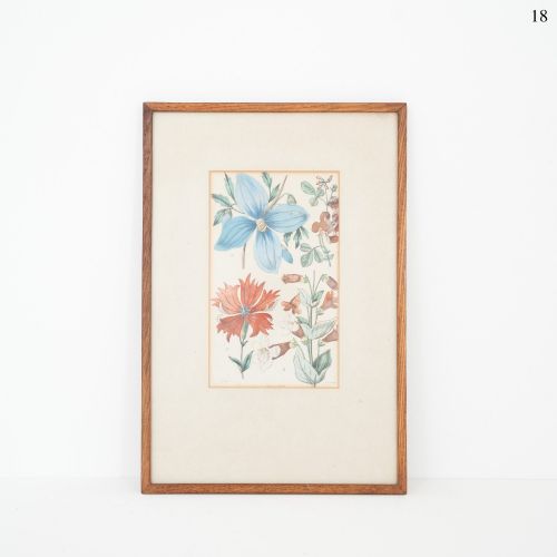Early Victorian Botanical Engraving