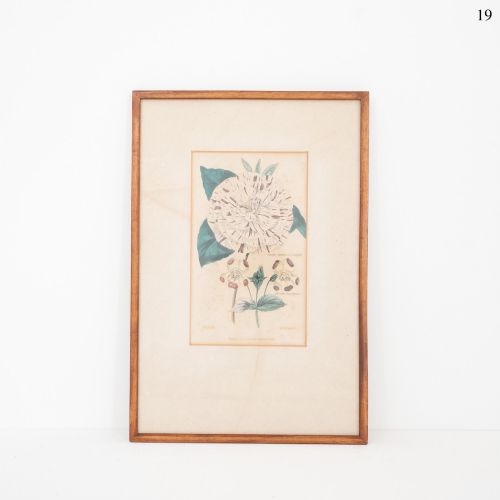 Early Victorian Botanical Engraving