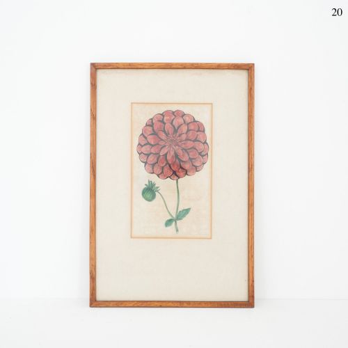 Early Victorian Botanical Engraving