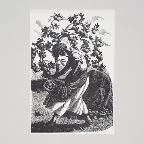 fig 1. A monochrome wood engraving depicting a figure harvesting apples under a laden tree, set within a neutral card mount.