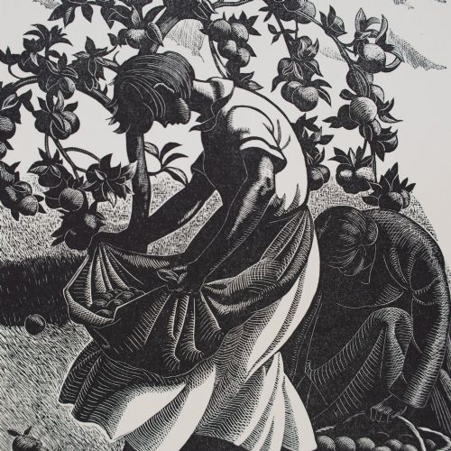 fig 2. A monochrome wood engraving depicting a figure harvesting apples under a laden tree, set within a neutral card mount.
