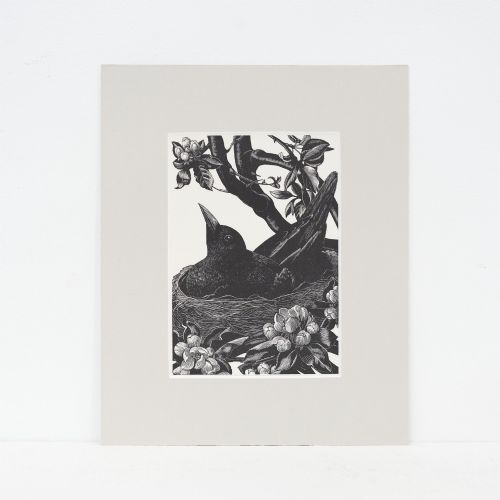 Clare Leighton (1898–1989) – 'Nesting Blackbird', 1935 Wood Engraving from Four Hedges, Mounted