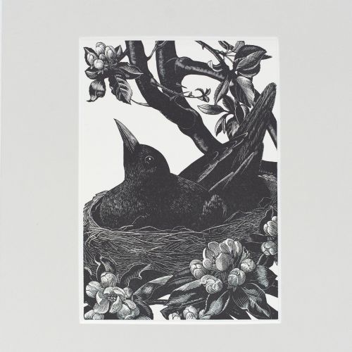 fig 1. A monochrome 1935 wood engraving by Clare Leighton depicting a blackbird sitting in its nest among leafy branches and spring blossoms, mounted on cream card.