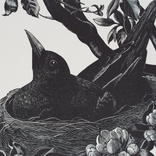 fig 2. A monochrome 1935 wood engraving by Clare Leighton depicting a blackbird sitting in its nest among leafy branches and spring blossoms, mounted on cream card.